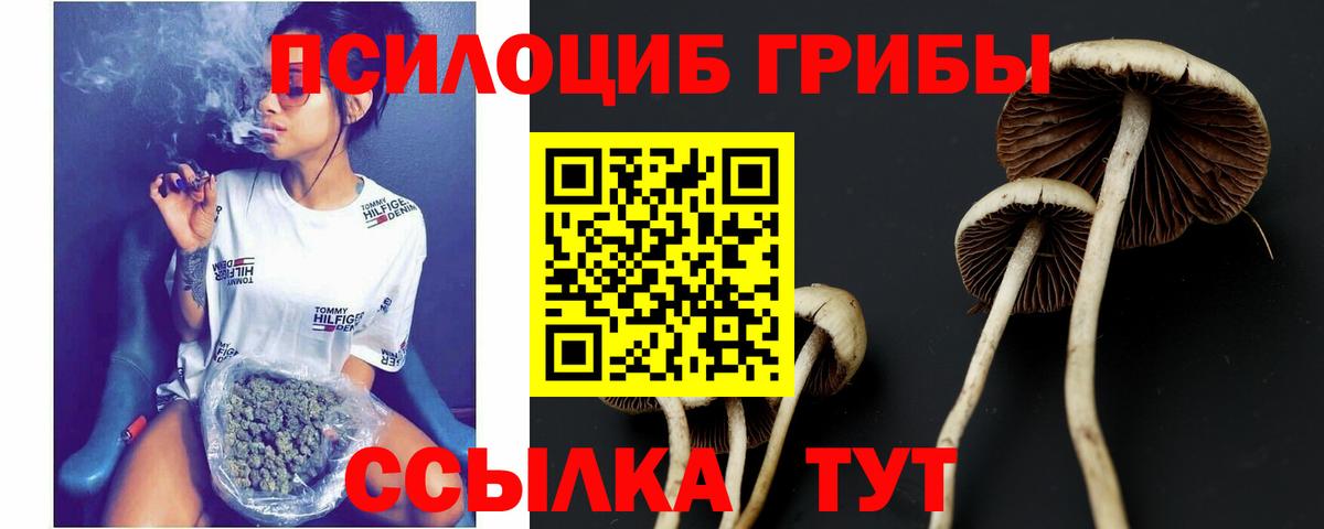 Галлюциногенные грибы Psilocybine cubensis Павловский Посад